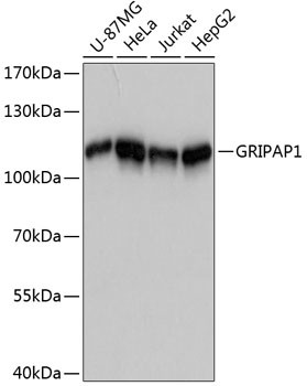 GRASP1 Antibody in Western Blot (WB)