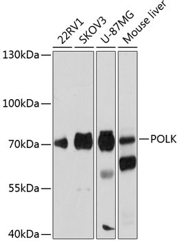 POLK Antibody in Western Blot (WB)