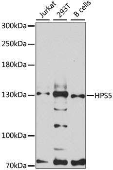 HPS5 Antibody in Western Blot (WB)