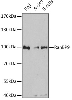 RANBP9 Antibody in Western Blot (WB)
