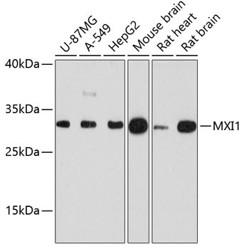 MXI1 Antibody in Western Blot (WB)