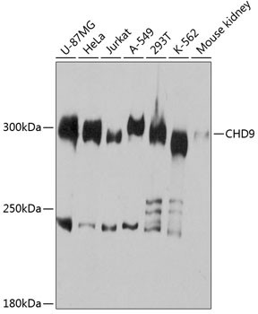 CHD9 Antibody in Western Blot (WB)