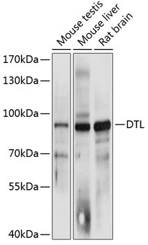 DTL Antibody in Western Blot (WB)
