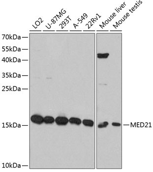 MED21 Antibody in Western Blot (WB)