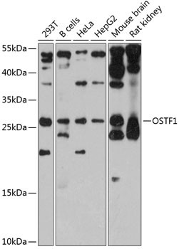 OSTF1 Antibody in Western Blot (WB)