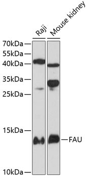 FAU Antibody in Western Blot (WB)