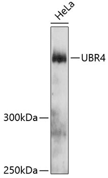 UBR4 Antibody in Western Blot (WB)