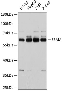 ESAM Antibody in Western Blot (WB)