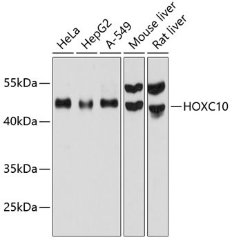 HOXC10 Antibody in Western Blot (WB)