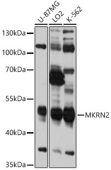 MKRN2 Antibody in Western Blot (WB)