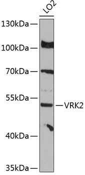 VRK2 Antibody in Western Blot (WB)