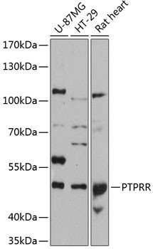 PCPTP1 Antibody in Western Blot (WB)