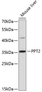 PPT2 Antibody in Western Blot (WB)