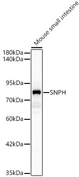 Syntaphilin Antibody in Western Blot (WB)