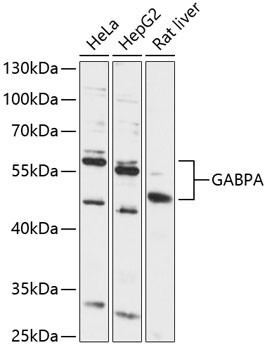 GABPA Antibody in Western Blot (WB)