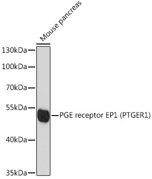Prostaglandin E Receptor EP1 Antibody in Western Blot (WB)
