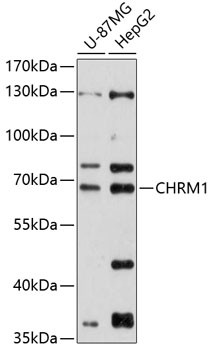 CHRM1 Antibody in Western Blot (WB)
