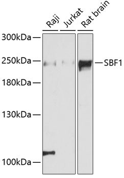 SBF1 Antibody in Western Blot (WB)