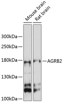 BAI2 Antibody in Western Blot (WB)