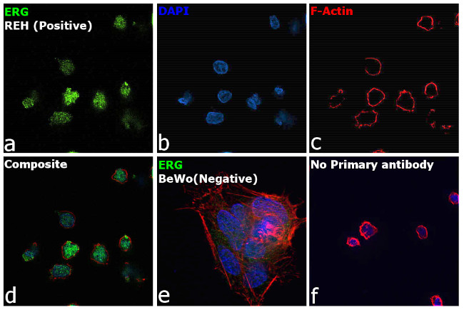 ERG Antibody in Immunocytochemistry (ICC/IF)