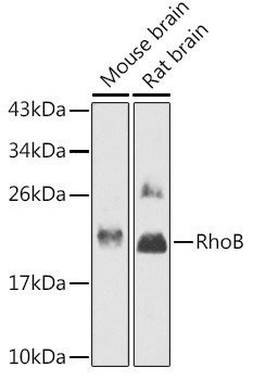 RhoB Antibody in Western Blot (WB)