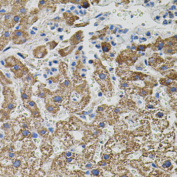 NTF3 Antibody in Immunohistochemistry (Paraffin) (IHC (P))