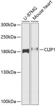 CLIP1 Antibody in Western Blot (WB)