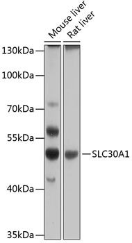 SLC30A1 Antibody in Western Blot (WB)