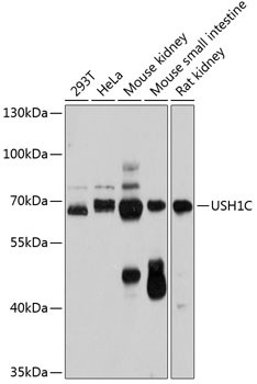 USH1C Antibody in Western Blot (WB)