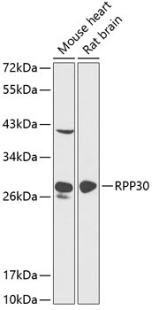 RPP30 Antibody in Western Blot (WB)