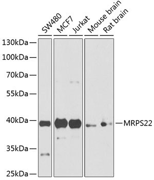 MRPS22 Antibody in Western Blot (WB)