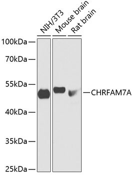 CHRFAM7A Antibody in Western Blot (WB)