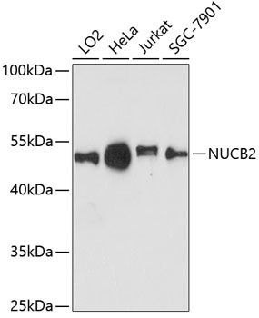 NUCB2 Antibody in Western Blot (WB)