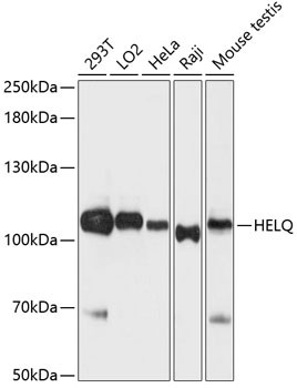 HELQ Antibody in Western Blot (WB)