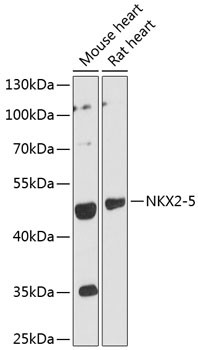 Nkx2.5 Antibody in Western Blot (WB)