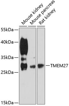 TMEM27 Antibody in Western Blot (WB)