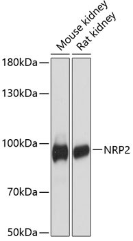 Neuropilin 2 Antibody in Western Blot (WB)