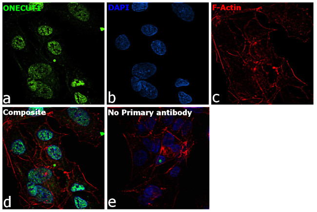 HNF6 Antibody in Immunocytochemistry (ICC/IF)