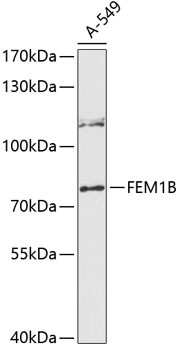 F1A alpha Antibody in Western Blot (WB)