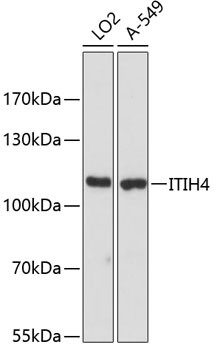 ITIH4 Antibody in Western Blot (WB)