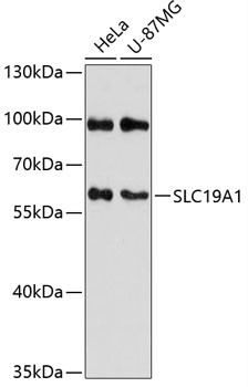 SLC19A1 Antibody in Western Blot (WB)