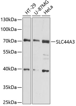 SLC44A3 Antibody in Western Blot (WB)