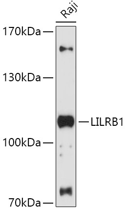 CD85j (ILT2) Antibody in Western Blot (WB)