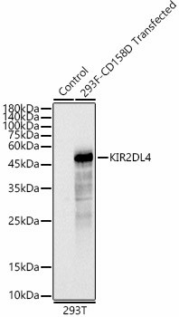 KIR2DL4 Antibody in Western Blot (WB)