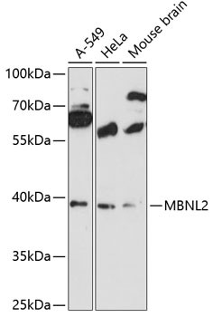MBNL2 Antibody in Western Blot (WB)