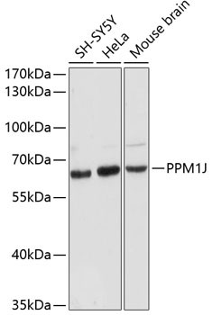 PPM1J Antibody in Western Blot (WB)