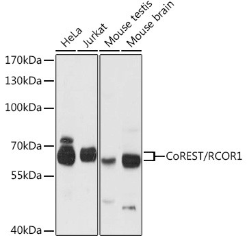 RCOR1 Antibody in Western Blot (WB)