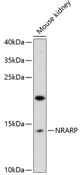 NRARP Antibody in Western Blot (WB)