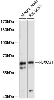 FBXO31 Antibody in Western Blot (WB)