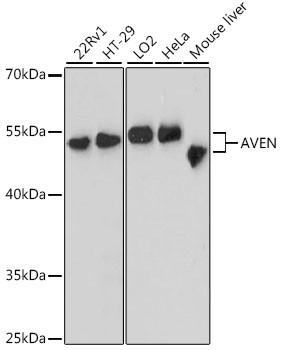 AVEN Antibody in Western Blot (WB)